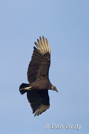 Vulture_B_Z2F3848