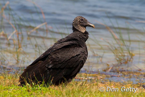 Vulture_B_Z2F3099
