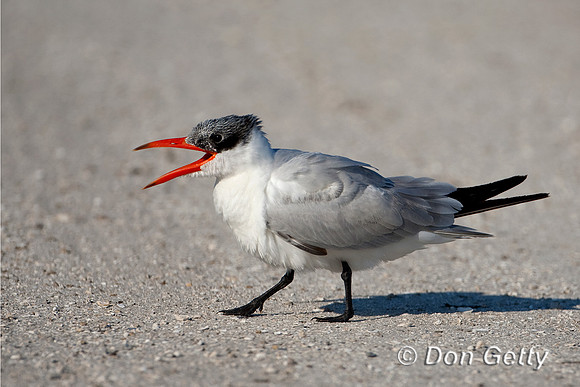 Tern_Caspian_D4B7219