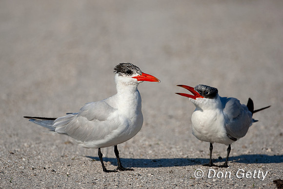 Tern_Caspian_D4B7230