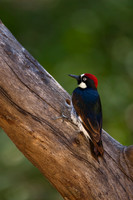Woodpecker_Acorn_MR8D4854