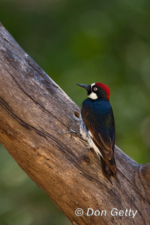 Woodpecker_Acorn_MR8D4854