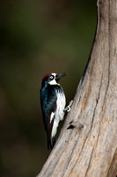 Woodpecker_Acorn_MR8D5023