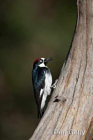 Woodpecker_Acorn_MR8D5023