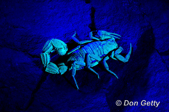 Scorpion_BHTt_Z2F9975