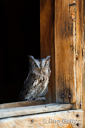 Owl_EstScr_D4B0377