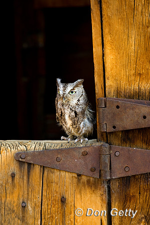 Owl_EstScr_D4B0432