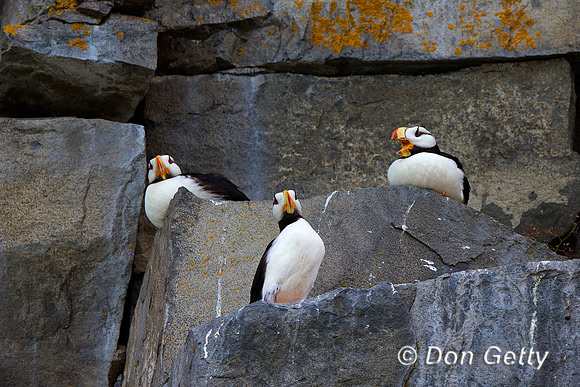 Alaska, "Duck Island", "Fratercula corniculata", Horned, Puffin