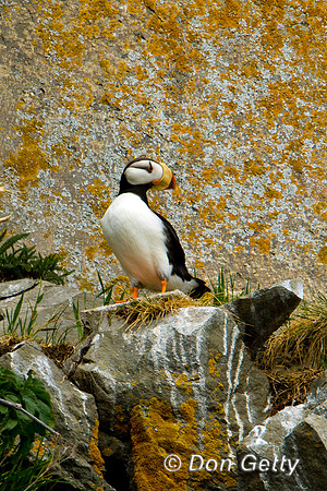 Puffin_H_D4B1537