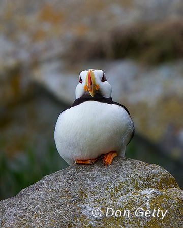 Alaska, "Duck Island", "Fratercula corniculata", Horned, Puffin