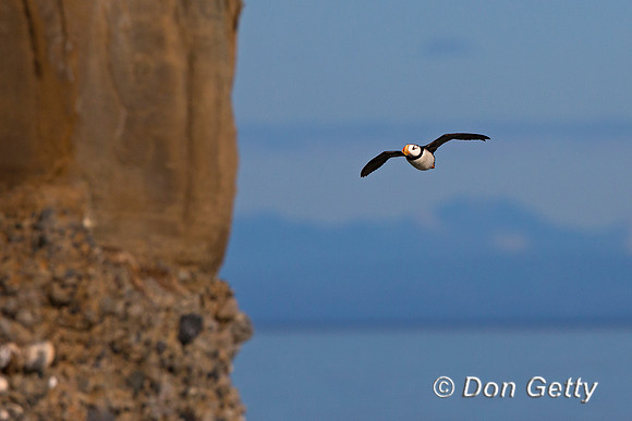 Alaska, "Duck Island", "Fratercula corniculata", Horned, Puffin