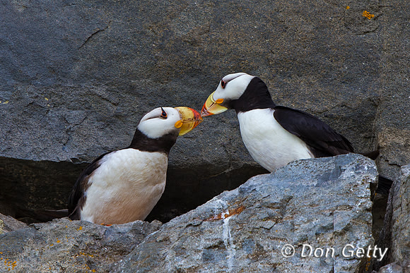 Alaska, "Duck Island", "Fratercula corniculata", Horned, Puffin