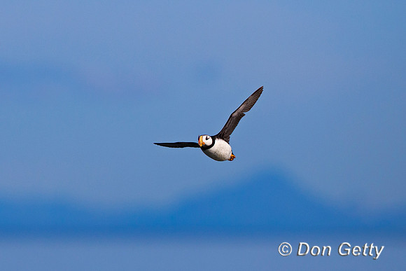 Alaska, "Duck Island", "Fratercula corniculata", Horned, Puffin