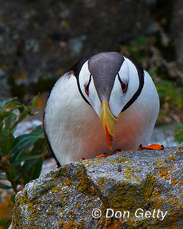 Alaska, "Duck Island", "Fratercula corniculata", Horned, Puffin