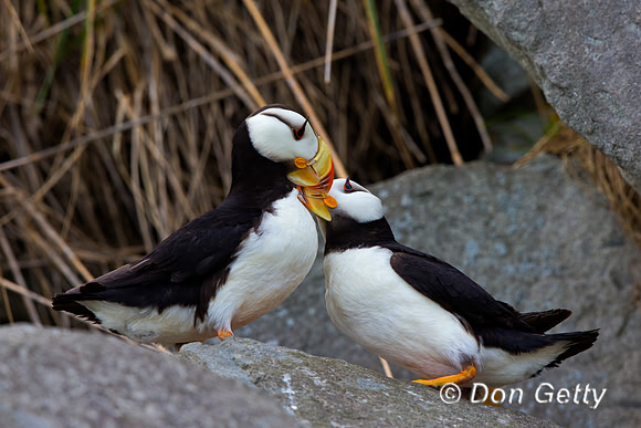 Alaska, "Duck Island", "Fratercula corniculata", Horned, Puffin