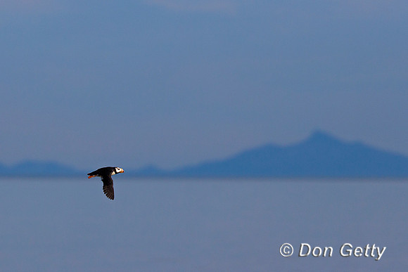 Alaska, "Duck Island", "Fratercula corniculata", Horned, Puffin