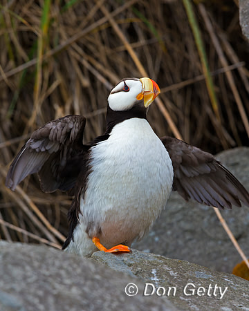 Alaska, "Duck Island", "Fratercula corniculata", Horned, Puffin
