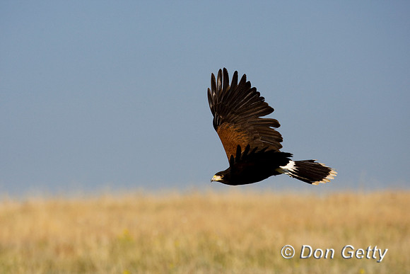 Hawk_Har_D4B8896
