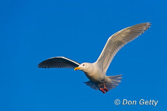 "Glaucous-winged Gull", "Larus glaucescens"