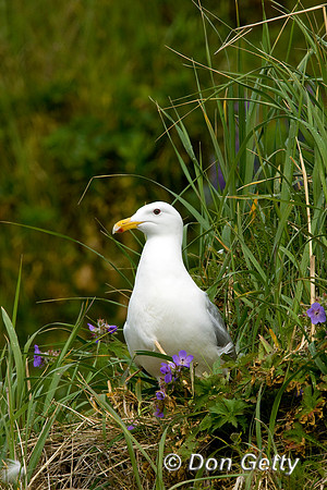 Gull_G-W_D4B1499