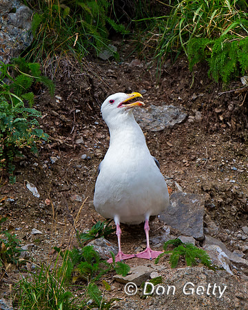 Alaska, "Duck Island", Glaucous-winged, Gull, "Larus glaucescens"
