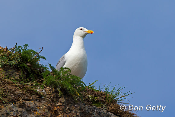 Alaska, "Duck Island", Glaucous-winged, Gull, "Larus glaucescens"