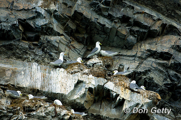 Black-legged Kittiwake
