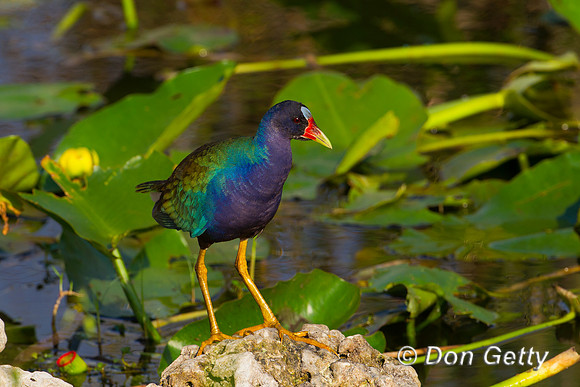 Purple Gallinule