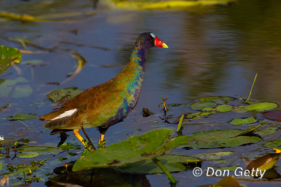 Purple Gallinule