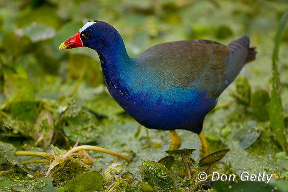 Purple Gallinule