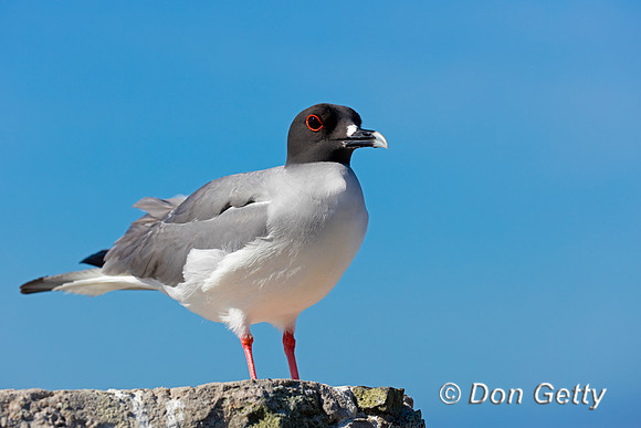 Swallow-tailed Gull