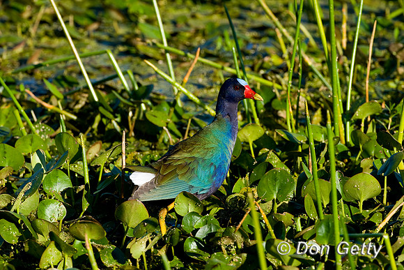 Purple Gallinule