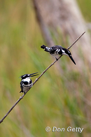 Kingfisher_P_Z2F4460