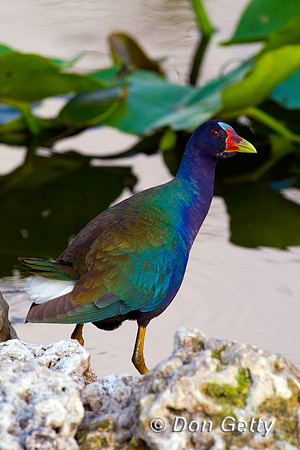 Purple Gallinule