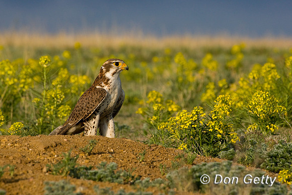Prairie Falcon