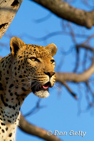 Leopard_MG_4744