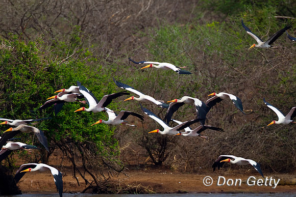 Stork_YB_Z2F5559