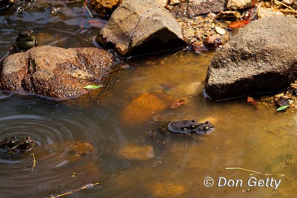 Toad_AC_Z2F7400