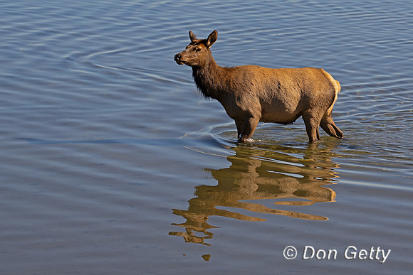 Cow Elk