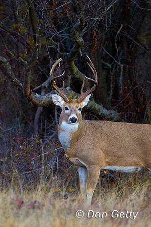 Deer_WtTl_Z2F9992