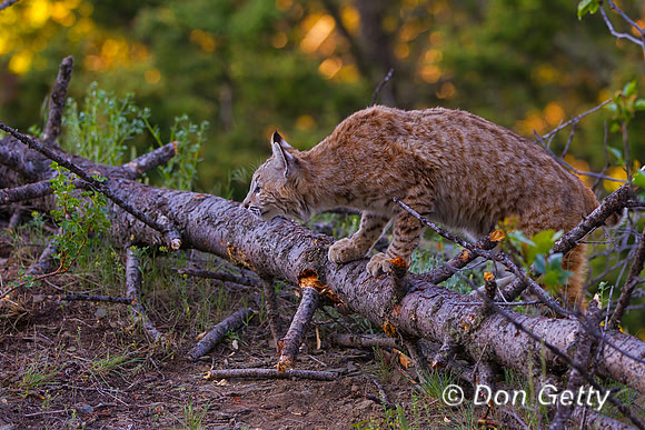 Bobcat_Z2F2355