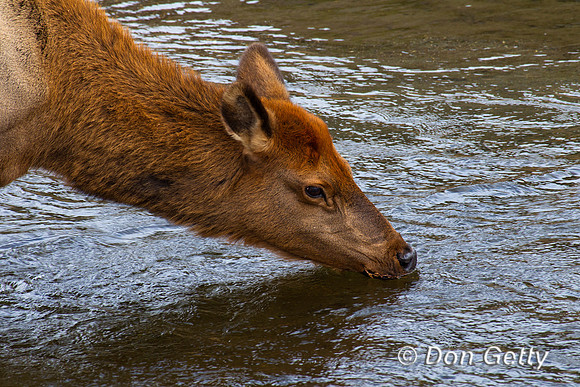 Elk_Z2F9550