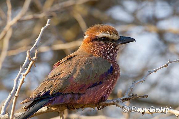 Roller_PC_Z2F8452