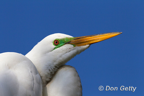 Great Egret