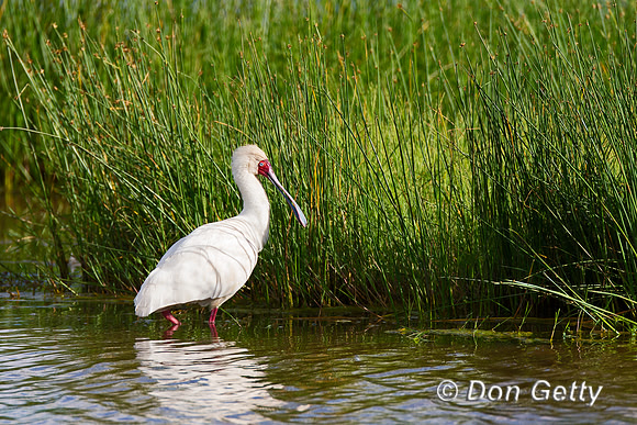 African Spoonbill