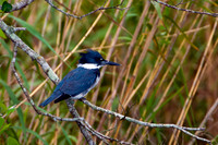 Kingfisher_B_D4B8491