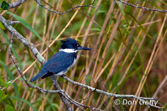 Kingfisher_B_D4B8491