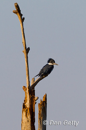 Kingfisher_B_Z2F1162