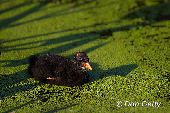 Moorhen_Z2F2160