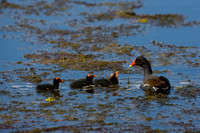 Moorhen_D4B7716